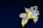 Iris germonica (IMG_0073.tif)