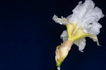 Iris germonica (IMG_0076.tif)