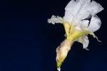 Iris germonica (IMG_0077.tif)
