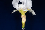 Iris germonica (IMG_0081.tif)