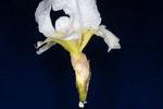 Iris germonica (IMG_0082.tif)