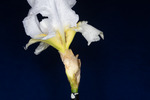 Iris germonica (IMG_0083.tif)