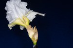Iris germonica (IMG_0085.tif)