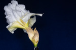 Iris germonica (IMG_0086.tif)