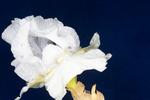 Iris germonica (IMG_0087.tif)