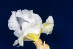 Iris germonica (IMG_0089.tif)