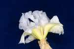 Iris germonica (IMG_0091.tif)