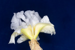 Iris germonica (IMG_0092.tif)