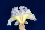 Iris germonica (IMG_0093.tif)