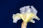Iris germonica (IMG_0095.tif)