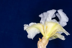 Iris germonica (IMG_0096.tif)