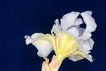 Iris germonica (IMG_0098.tif)