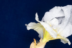 Iris germonica (IMG_0100.tif)