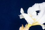 Iris germonica (IMG_0101.tif)