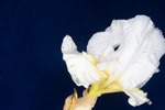 Iris germonica (IMG_0103.tif)