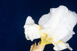Iris germonica (IMG_0104.tif)