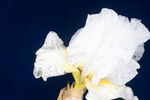 Iris germonica (IMG_0105.tif)