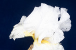 Iris germonica (IMG_0106.tif)