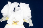 Iris germonica (IMG_0108.tif)