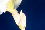 Iris germonica (IMG_0110.tif)