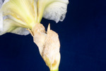 Iris germonica (IMG_0112.tif)