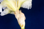 Iris germonica (IMG_0113.tif)