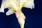 Iris germonica (IMG_0114.tif)