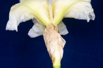 Iris germonica (IMG_0115.tif)