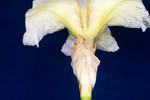 Iris germonica (IMG_0116.tif)