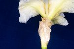 Iris germonica (IMG_0117.tif)