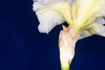 Iris germonica (IMG_0118.tif)