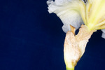 Iris germonica (IMG_0120.tif)