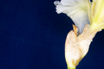 Iris germonica (IMG_0121.tif)