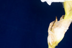 Iris germonica (IMG_0125.tif)