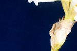 Iris germonica (IMG_0126.tif)