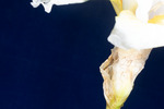 Iris germonica (IMG_0127.tif)