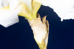 Iris germonica (IMG_0131.tif)