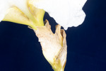 Iris germonica (IMG_0132.tif)