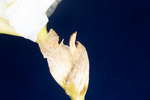 Iris germonica (IMG_0134.tif)