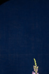 Linaria purpurea (IMG_0001.tif)