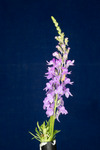 Linaria purpurea (IMG_0002.tif)