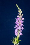 Linaria purpurea (IMG_0003.tif)