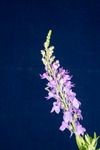 Linaria purpurea (IMG_0013.tif)