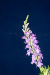 Linaria purpurea (IMG_0014.tif)