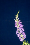 Linaria purpurea (IMG_0016.tif)