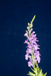 Linaria purpurea (IMG_0018.tif)