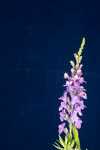 Linaria purpurea (IMG_0021.tif)