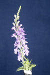 Linaria purpurea (IMG_0160.tif)