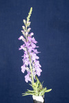 Linaria purpurea (IMG_0161.tif)