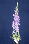 Linaria purpurea (IMG_0164.tif)